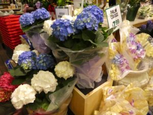 Big leaf hydrangeas for sale at Easter