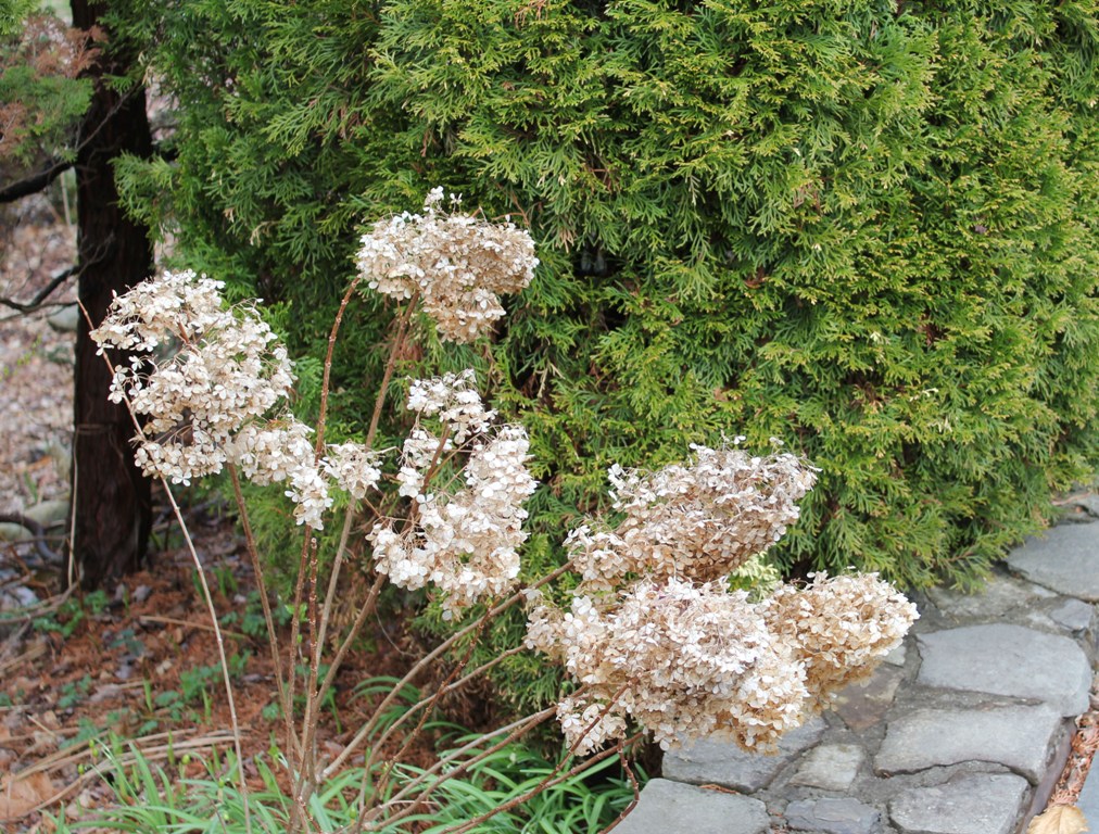New wood blooming hydrangea in early spring