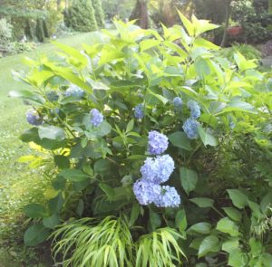 Big Leaf hydrangea in mid-season