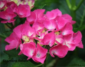 Pink mophead hydrangea flower