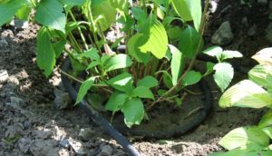 Big leaf hydrangea with soaker hose at base