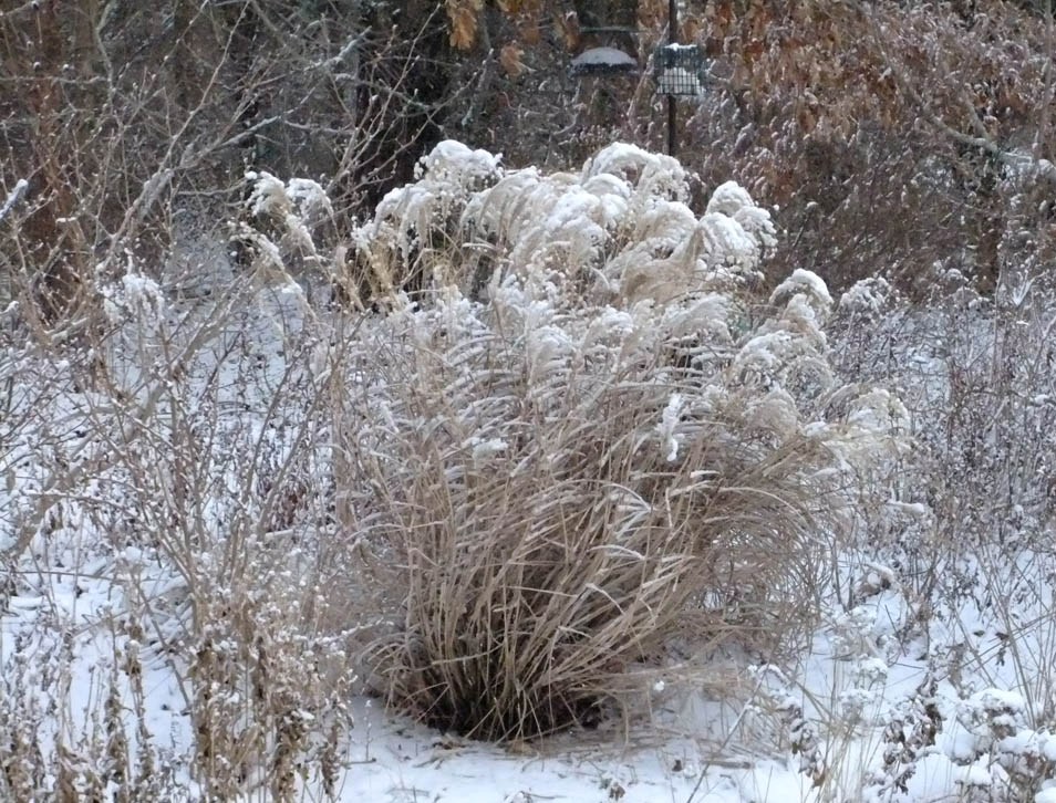 Winter view of ornamental grass