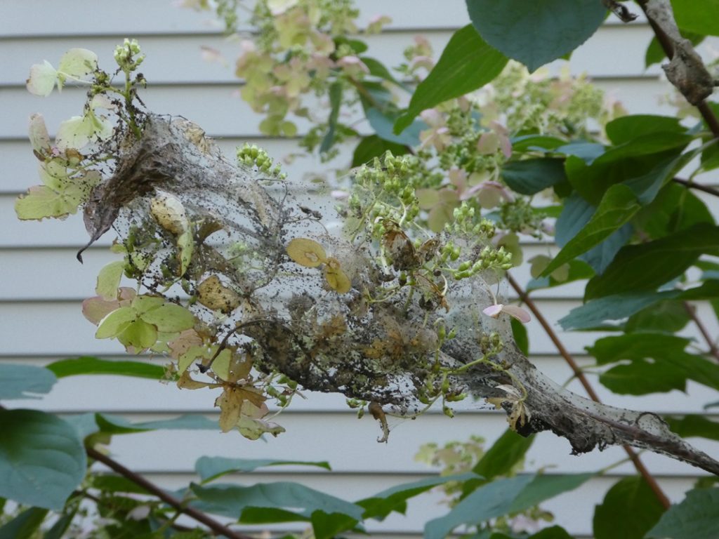 Hydrangea engulfed by fall webworms