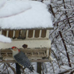 Woodpecker at feeder in winter
