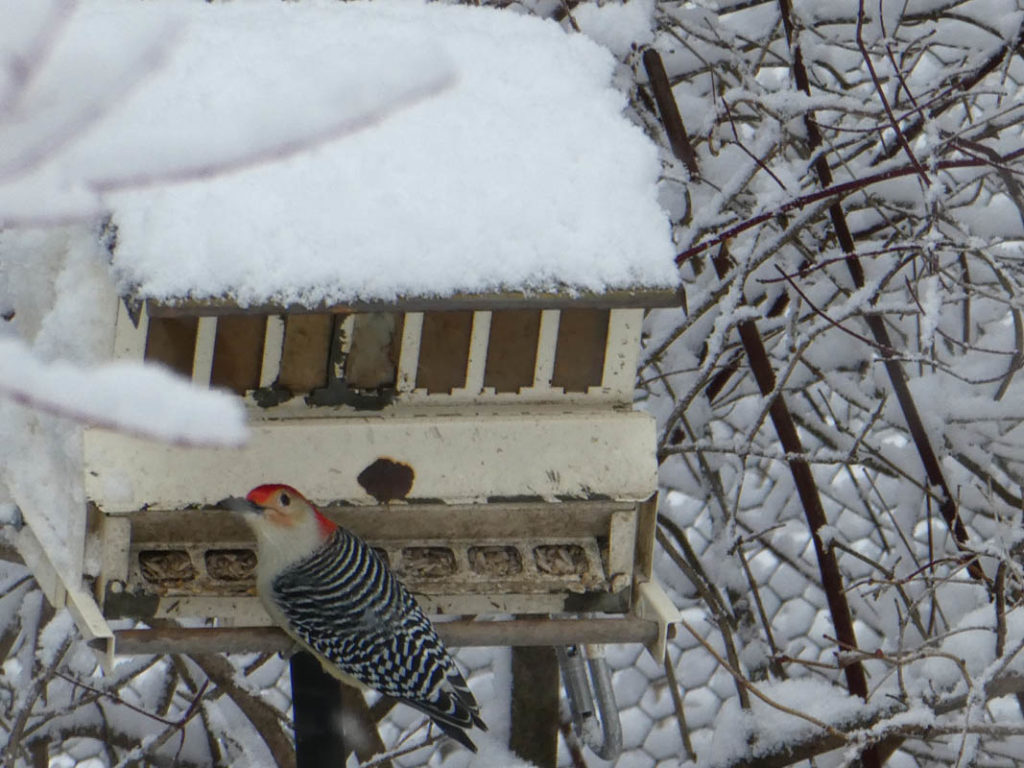 Woodpecker at bird feeder in winter