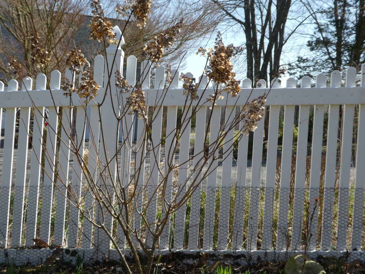 Time To Prune New Wood Hydrangeas Lorraine Ballato