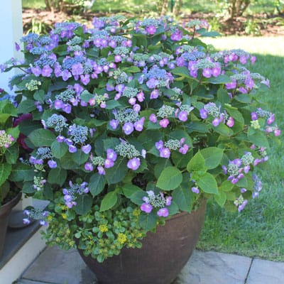 Hydrangea Serrata 'Tuff Stuff' looks great in a container