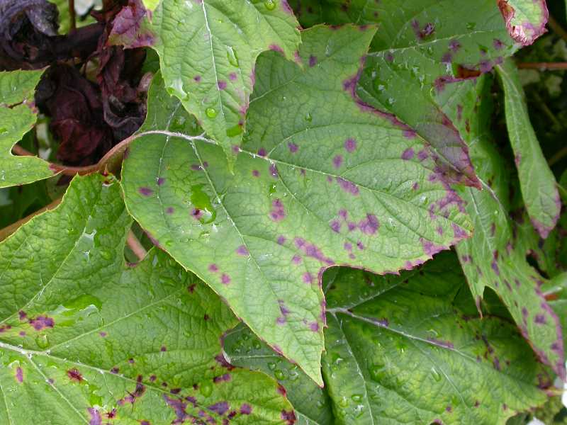 Bacterial leaf spot on hydrangea