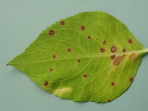 This is what Cercospora leaf spot looks like on a big leaf hydrangea