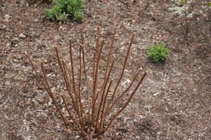 Woodland hydrangea after spring pruning