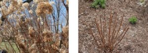 Woodland/smooth hydrangea before and after pruning.