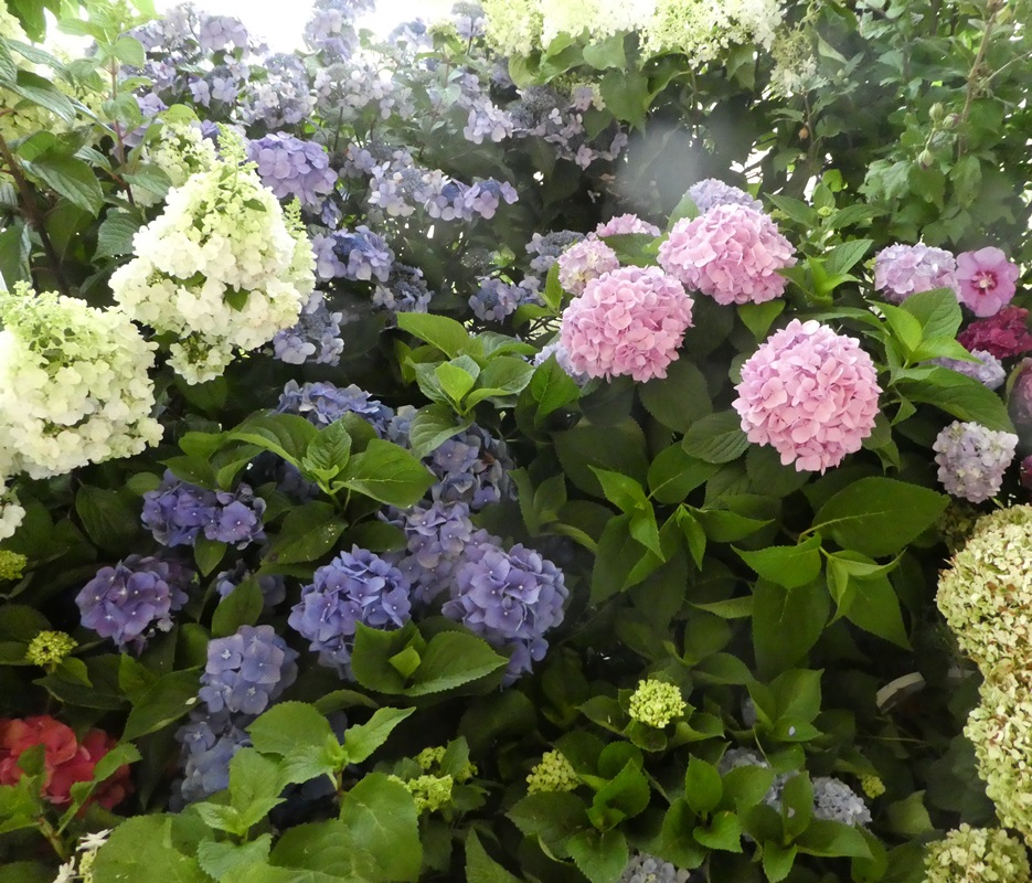 Several hydrangeas of different colors