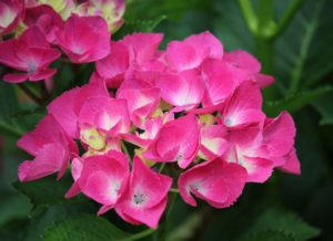 Pink hydrangea flower