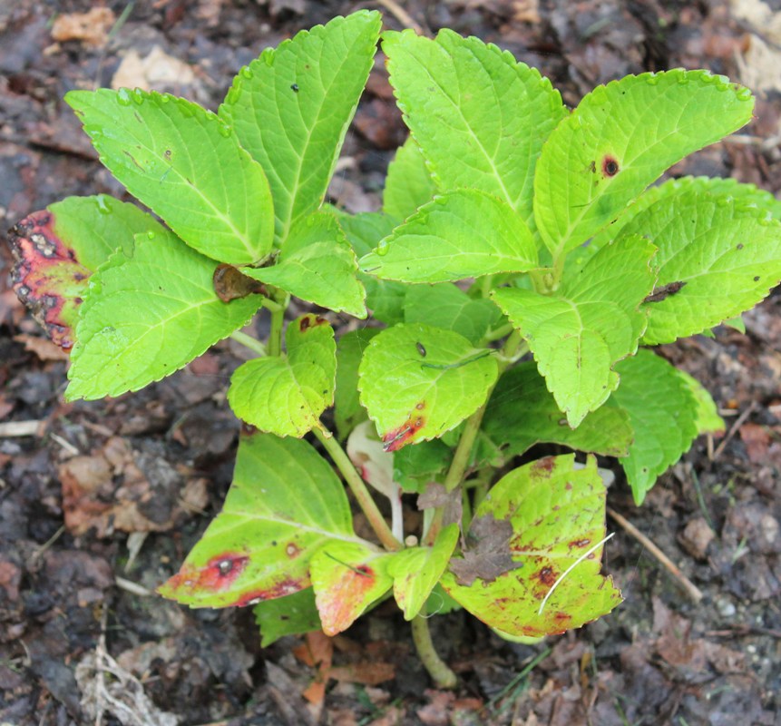 Leaf spots on hydrangea
