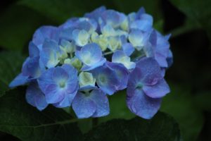 Blue hydrangea flower