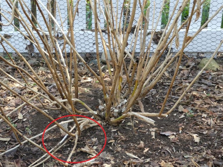 Pruning Your Old Wood Hydrangeas Lorraine Ballato