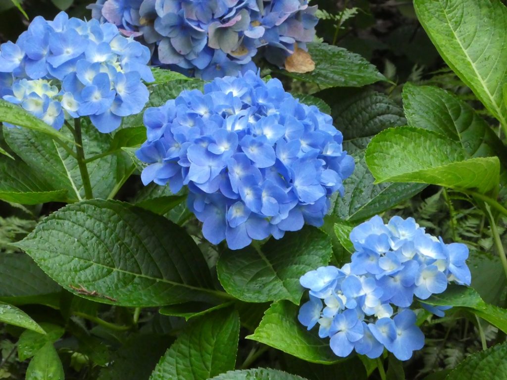 Big leaf hydrangea Let's Dance® Rhythmic Blue®