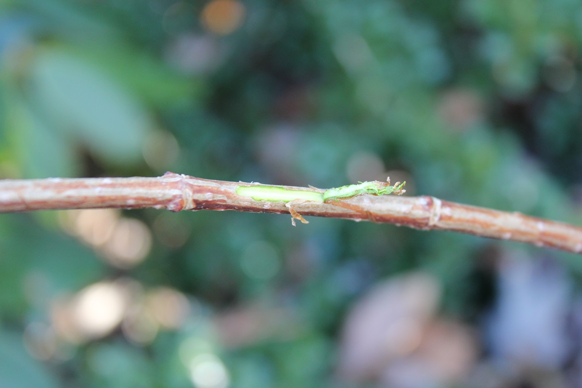 Pruning Your Old Wood Hydrangeas Lorraine Ballato