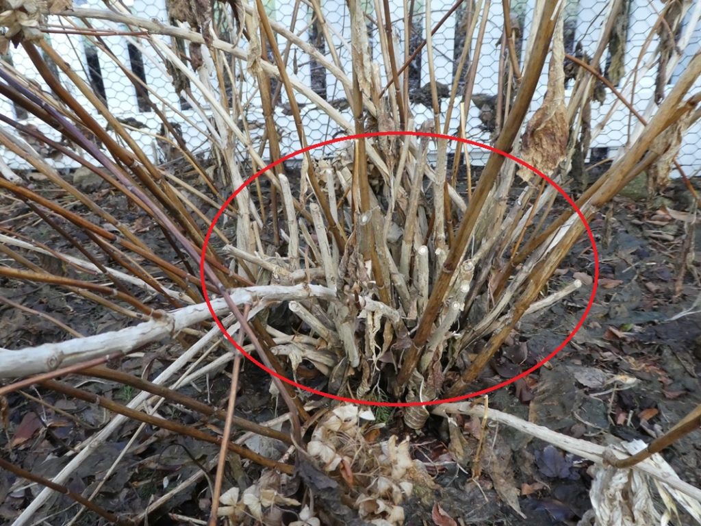 Old Wood Hydrangea Care at Mary Henderson blog