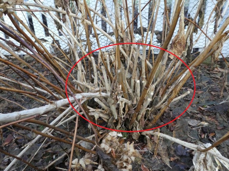 Pruning Your Old Wood Hydrangeas Lorraine Ballato