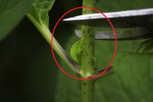 The place on a hydrangea stem to make a mid-season cut