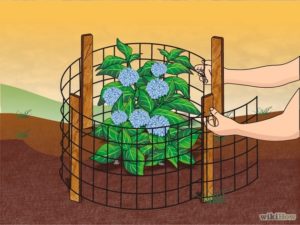 Hydrangea Winter Protected using a DIY Cage for Insulation