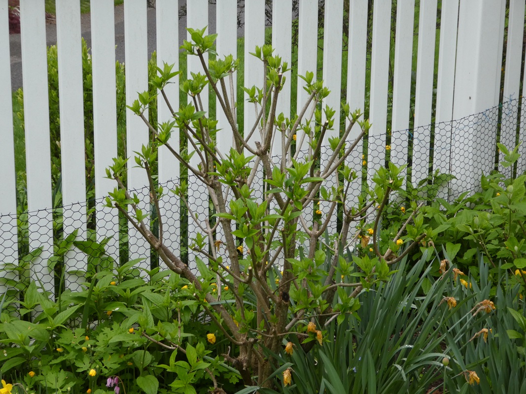 Last Call To Prune New Wood Flowering Hydrangeas Lorraine Ballato