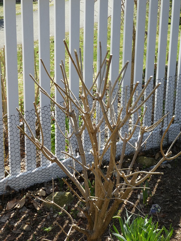 Hydrangea Pruning 'Annabelle' and 'Limelight' Lorraine Ballato