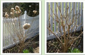 'Limelight' hydrangea before and after pruning.