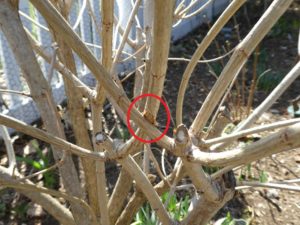 Crossing hydrangea stems bruise the plant