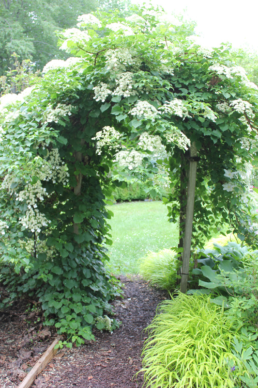 Climbing hydrangea on tall arbor