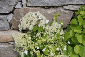 White Climbing hydrangea