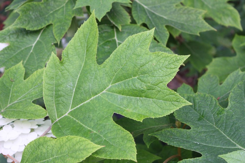 Leaf of an Oak Leaf Hydrangea