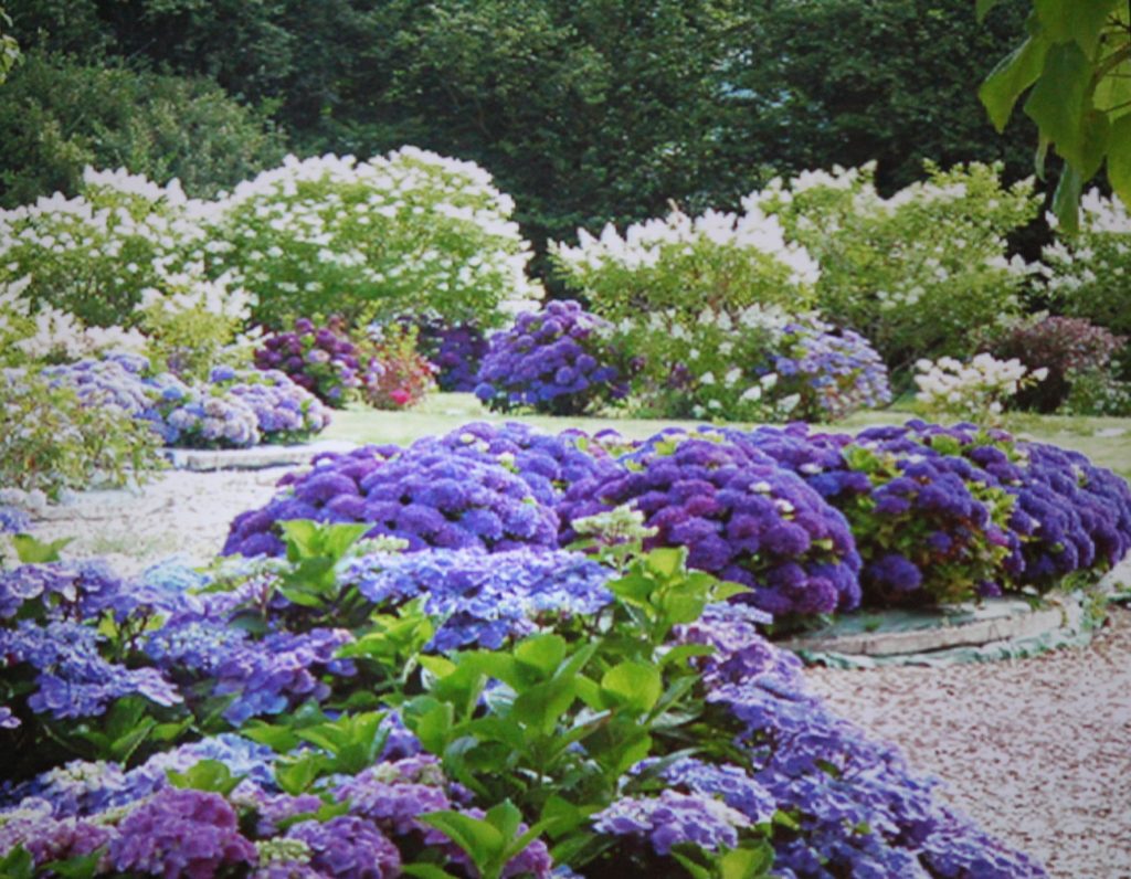 A collage of hydrangeas from the Shamrock Collection in France