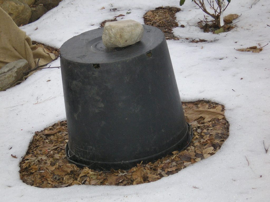 This photo shows a nursery pot placed over a new planting to protect it from winter and wildlife.