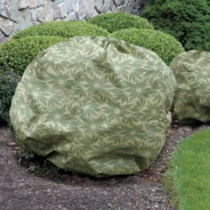 Hydrangeas can be winter protected with a shrub cover available from garden supply sellers.