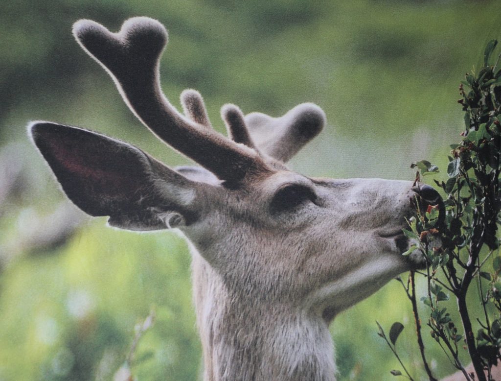 Protect your hydrangeas from hungry deer