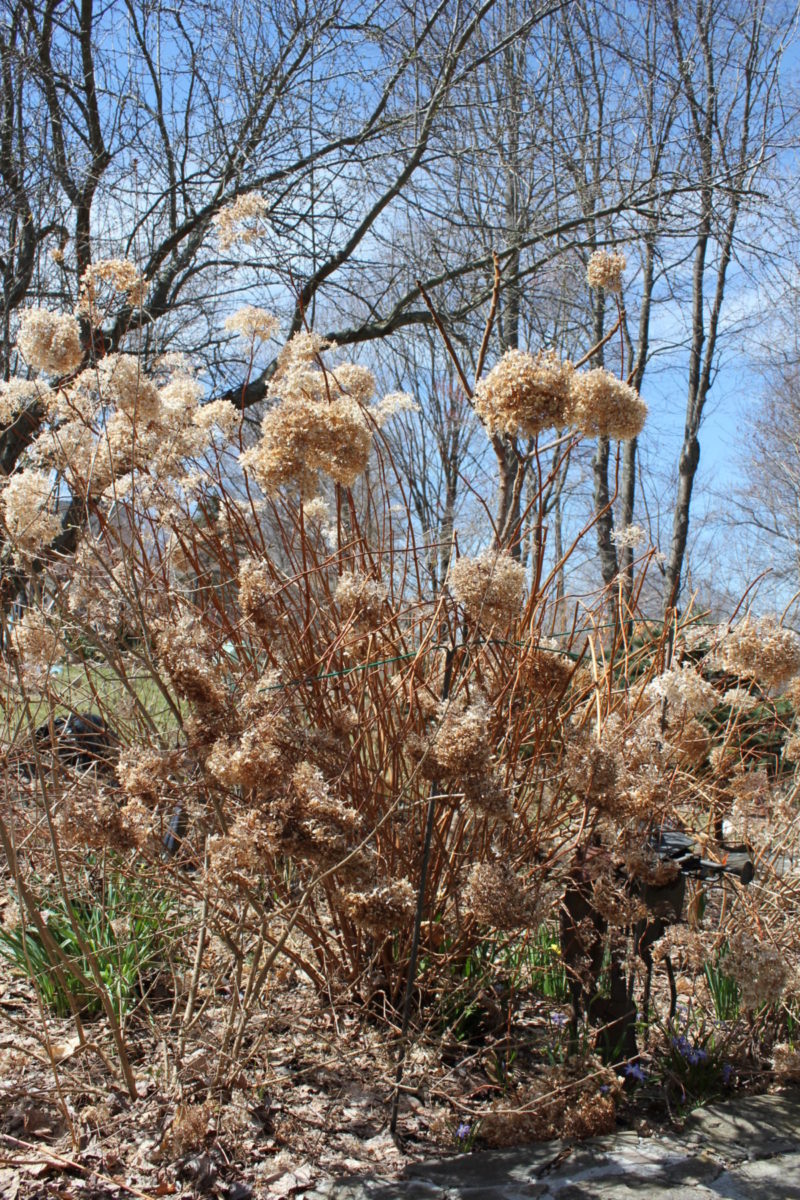 Hydrangea Pruning 'Annabelle' and 'Limelight' Lorraine Ballato