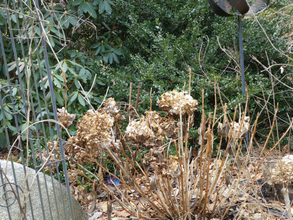 Is it time to prune this big leaf hydrangea or time to wait?