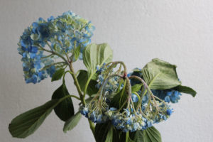 Big leaf hydrangeas drooping after being cut