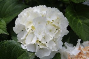 White hydrangea flower