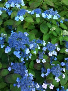 Lacecap flower of hydrangea serrata 'Blue Billow'