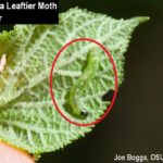 Caterpillar inside hydrangea leaf
