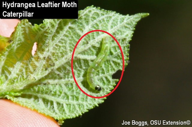 Caterpillar inside hydrangea leaf