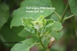 Leaf tier larvae inside cupped leaves on Hydrangea arborescens
