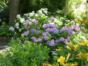 Landscape Hydrangeas