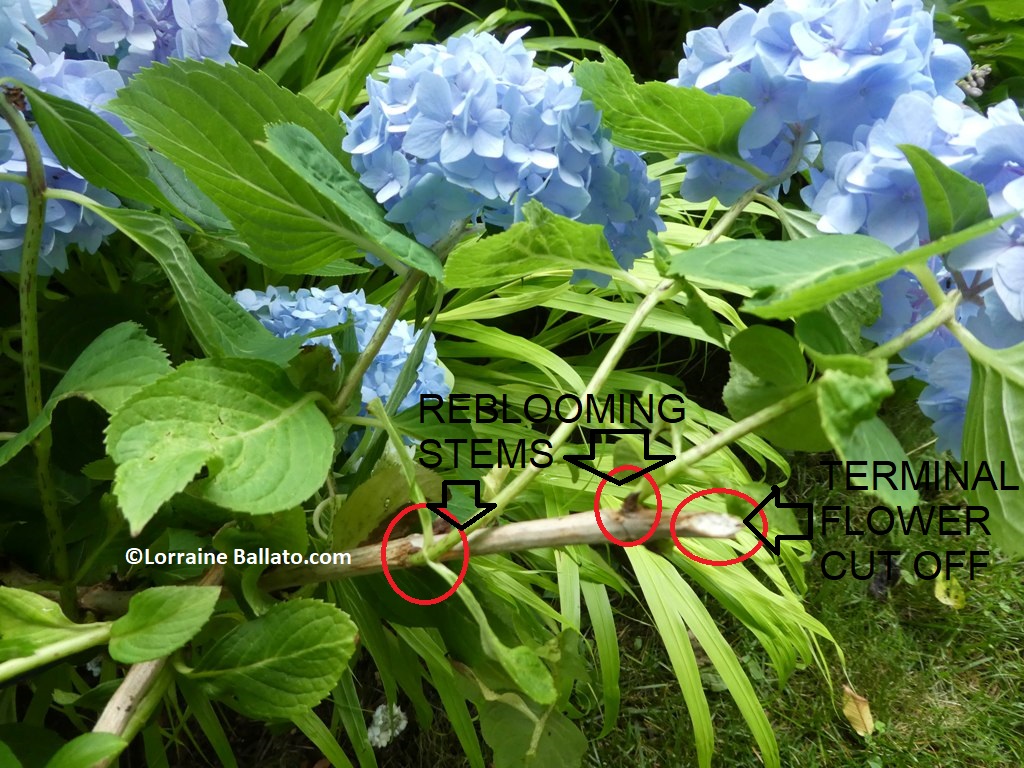 Reblooming hydrangea stem on a plant that was cared for last July where flowers emerge