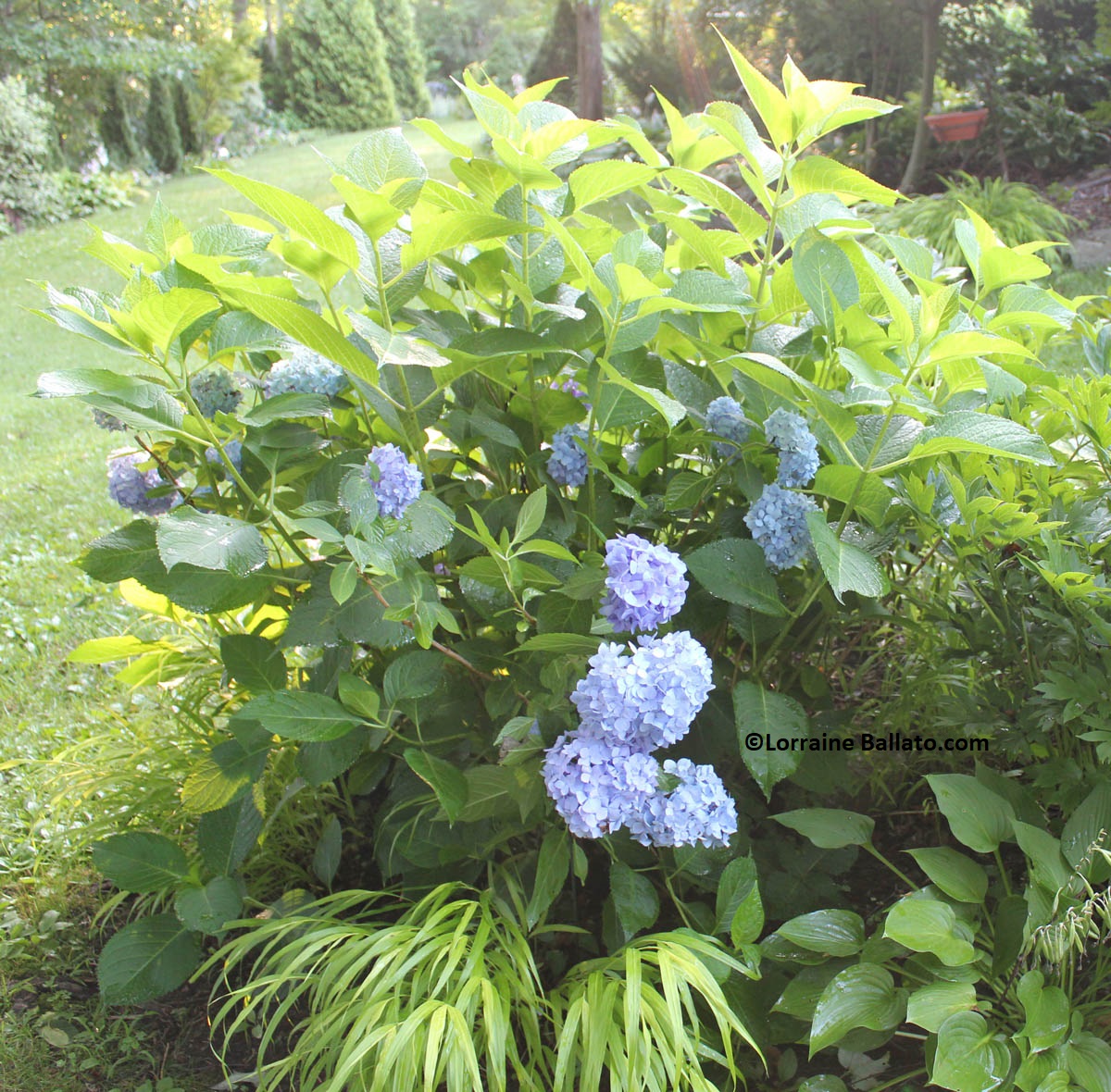 Hydrangea care in July can include cutting some stems in mid-season