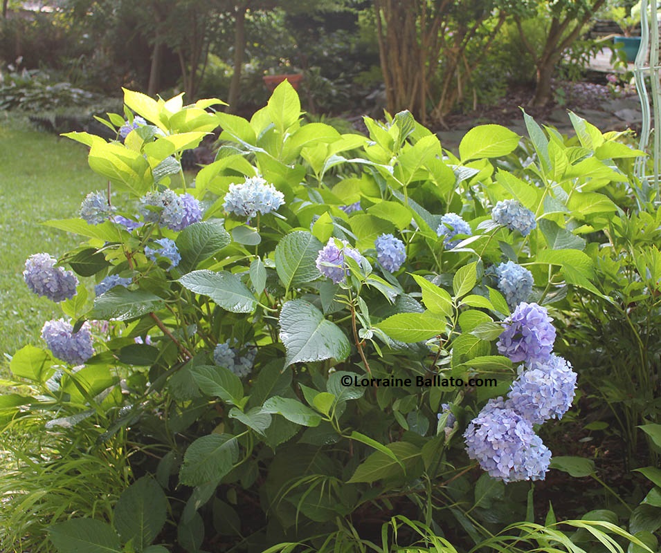 Hydrangea flowers are visible after some trimming