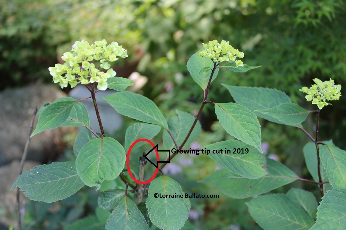 Hydrangea flowers on stem that was pinched last year